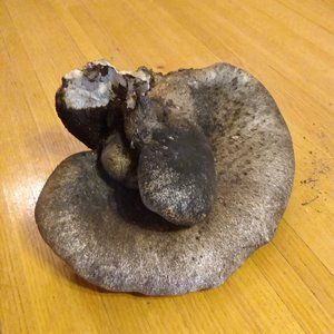 Dried Shelf Bracket Tree Conk Shelf Mushroom Fungus